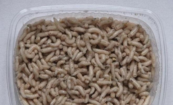 Хранение опарыша для рыбалки