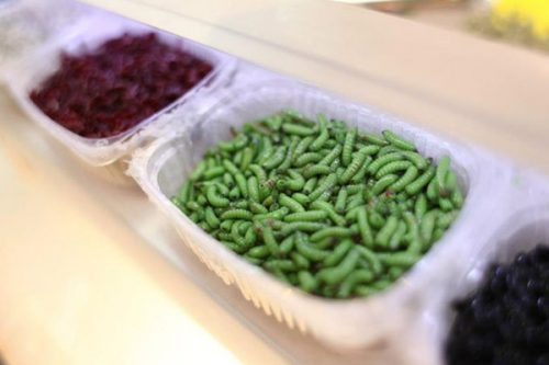 Хранение опарыша для рыбалки