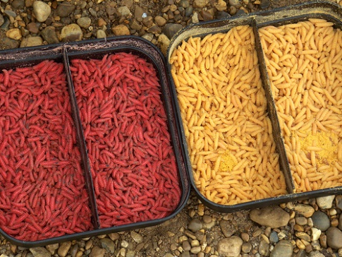 Хранение опарыша для рыбалки