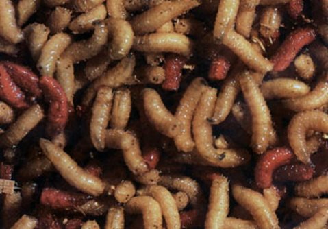 Хранение опарыша для рыбалки