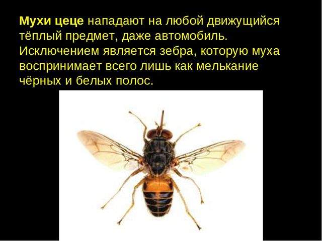 Интересные факты 3 класс