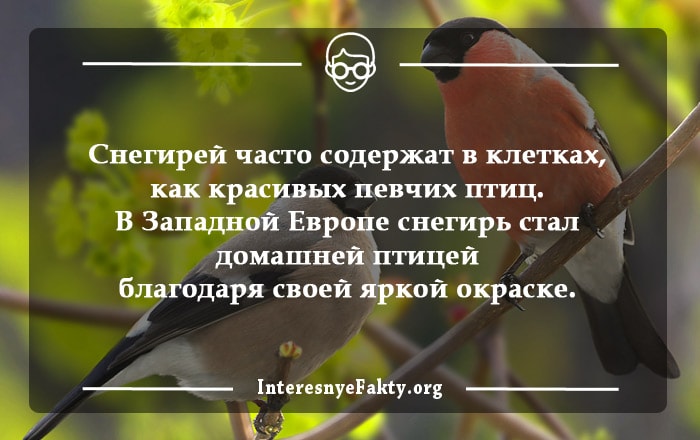 Интересные факты о птицах