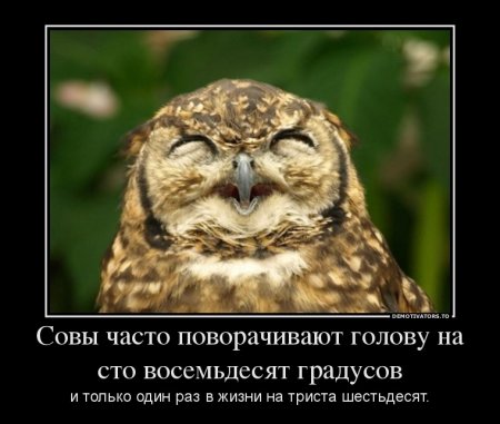 Интересные факты о птицах