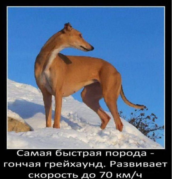 Интересные факты о собаках