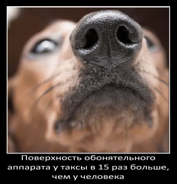 Интересные факты о собаках