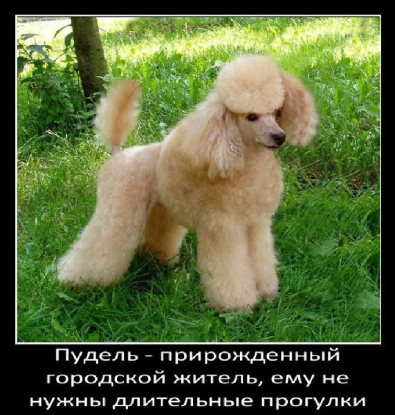 Интересные факты о собаках