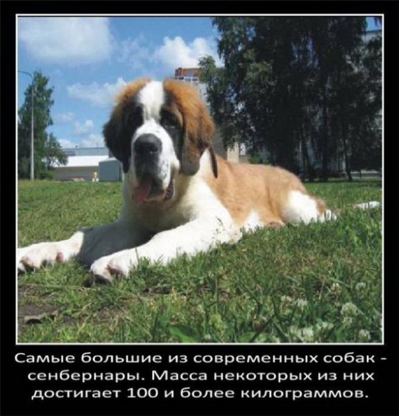 Интересные факты о собаках