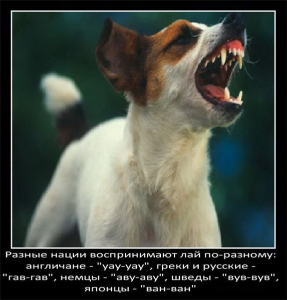 Интересные факты о собаках