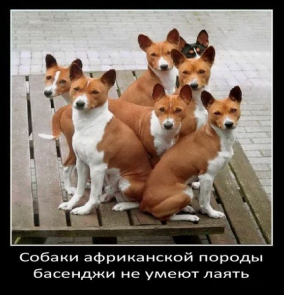 Интересные факты о собаках