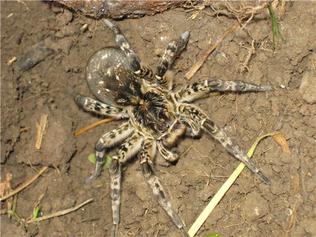 Ядовитые пауки россии — описание, фото, последствия укуса