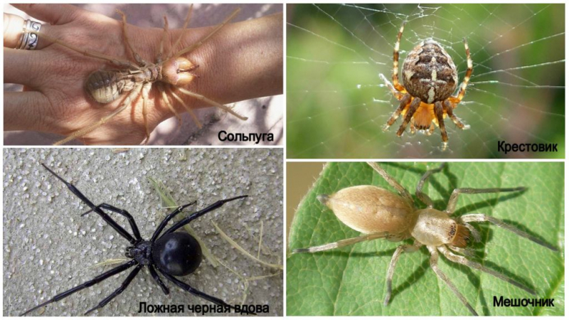 Ядовитые пауки россии — описание, фото, последствия укуса