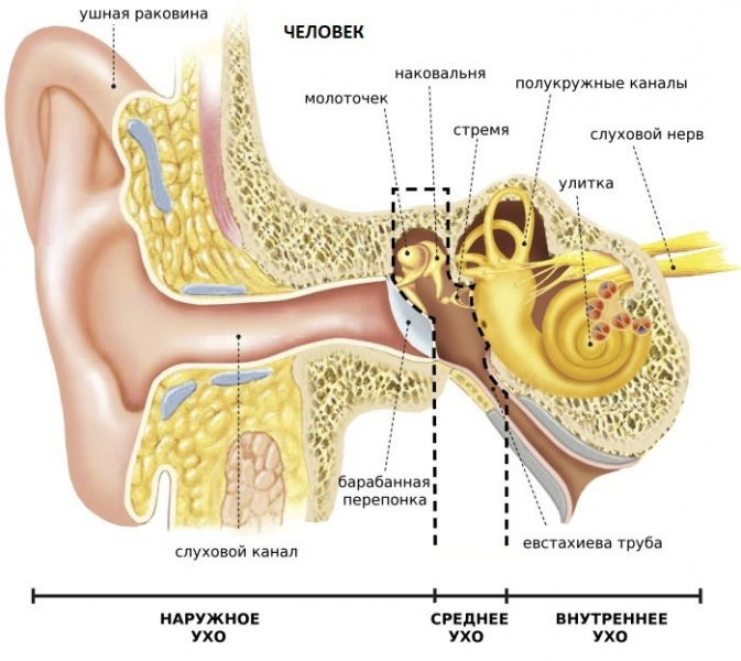Как чистить уши – основные правила