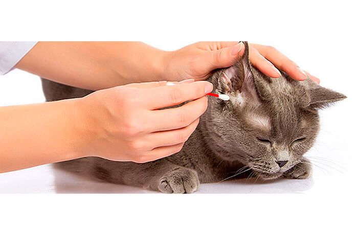 Как чистить уши – основные правила