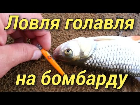 Как ловить голавля на бомбарду