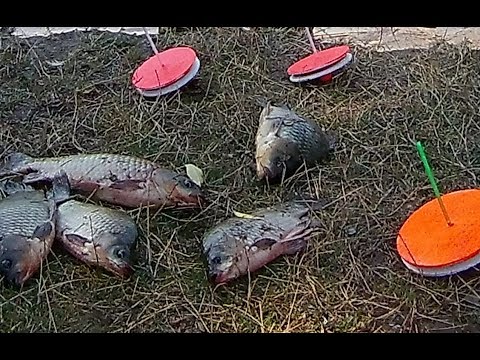 Как ловить карпа на кружки