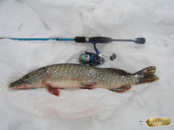 Как ловить щуку зимой