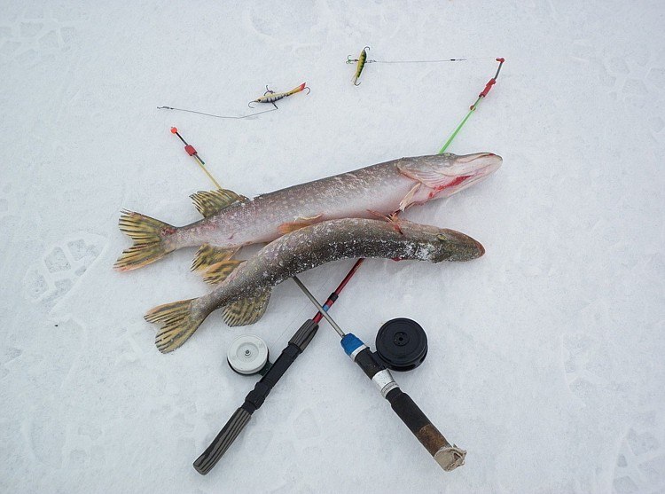 Как ловить щуку зимой