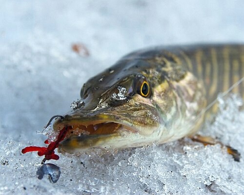 Как ловить щуку зимой
