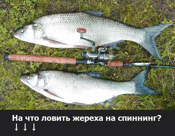 Как ловить жереха на спиннинг