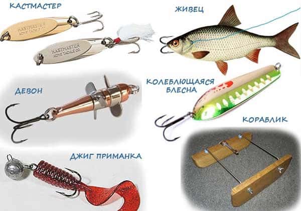 Как ловить жереха на живца