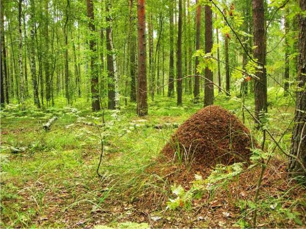 Как определить стороны света без компаса