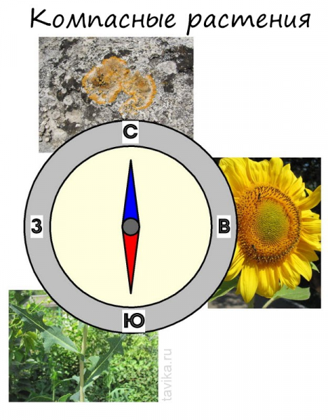 Как определить стороны света без компаса