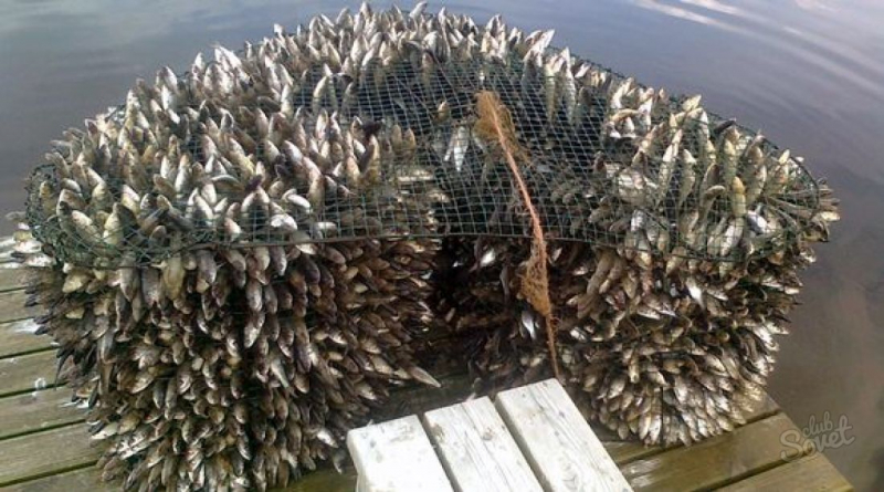 Как сделать ловушку для рыбы