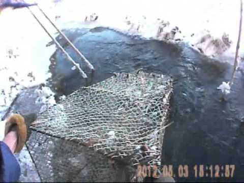 Как сделать ловушку для рыбы