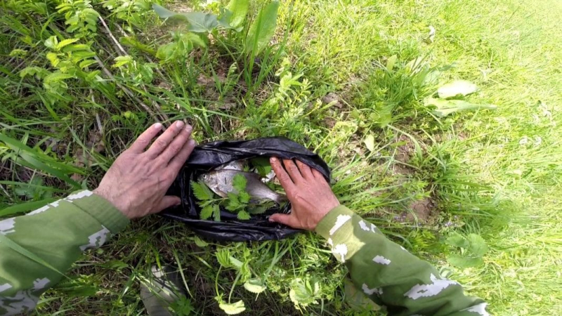 Как сохранить рыбу в жару без холодильника: лучшие способы