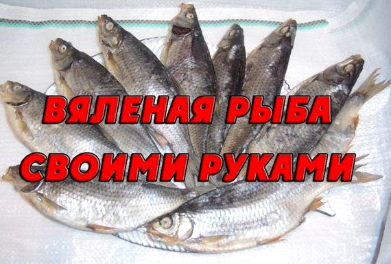 Как вялить плотву