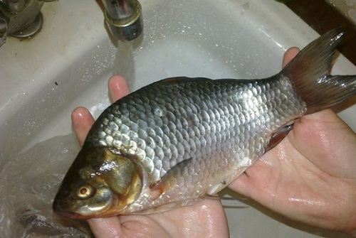 Как завялить карася