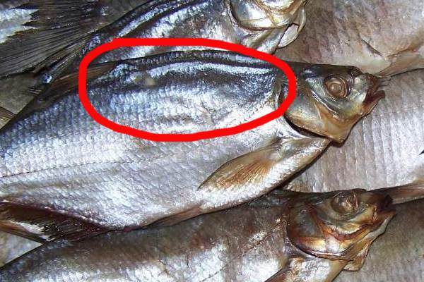 Как завялить леща