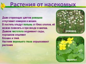 Какие растения отпугивают комаров: травы, деревья и цветы