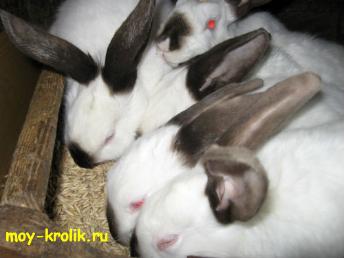 Кормление кроликов гранулированными кормами
