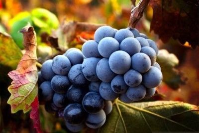 Король вин и вино королей Barolo (Бароло): гастрономические характеристики и отзывы покупателей