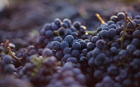 Король вин и вино королей Barolo (Бароло): гастрономические характеристики и отзывы покупателей