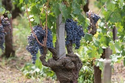 Король вин и вино королей Barolo (Бароло): гастрономические характеристики и отзывы покупателей