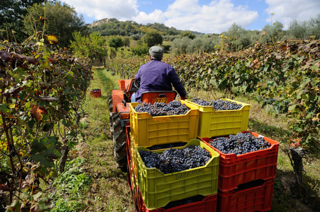 Король вин и вино королей Barolo (Бароло): гастрономические характеристики и отзывы покупателей