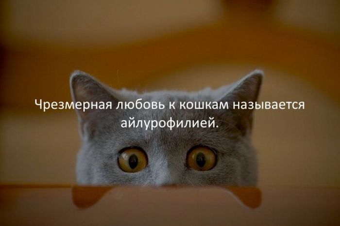 Краткие факты интересные факты