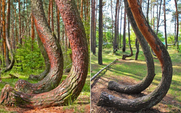 Кривой лес интересные факты