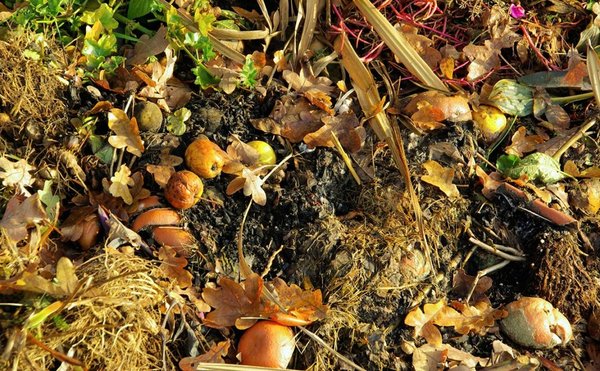 Куда убрать мусор в лесу: полезные лайфхаки