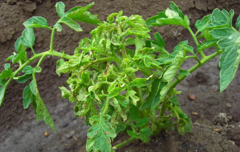 Листья капусты: желтеют, краснеют, с белыми пятнами, скручиваются, съедены, синеют, вянут, на рассаде, взрослом растении