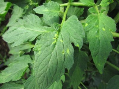 Листья капусты: желтеют, краснеют, с белыми пятнами, скручиваются, съедены, синеют, вянут, на рассаде, взрослом растении