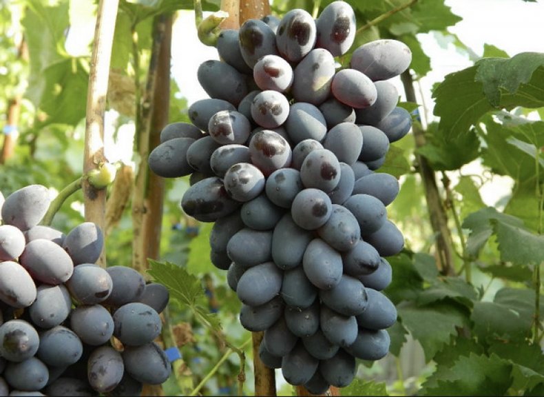 Молдавские сорта винограда: характеристика, описание популярных сортов, достоинства и недостатки винограда молдавской селекции, особенности выращивания молдавского винограда, отзывы садоводов