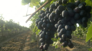 Молдавские сорта винограда: характеристика, описание популярных сортов, достоинства и недостатки винограда молдавской селекции, особенности выращивания молдавского винограда, отзывы садоводов