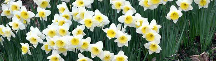 Нарциссы (60 фото): сорта, посадка и уход, удобрение и болезни, сочетание с другими растениями