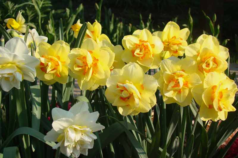 Нарциссы (60 фото): сорта, посадка и уход, удобрение и болезни, сочетание с другими растениями