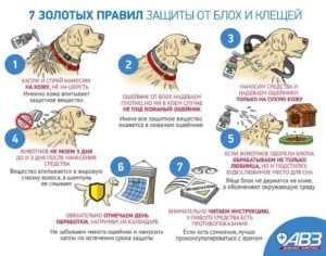 Обработка собак от блох и клещей