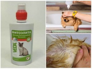 Обработка собак от блох и клещей