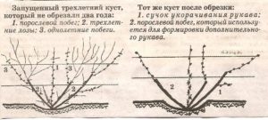 Обрезка винограда весной: преимущества, сроки, схемы и способы, обрезка после повреждения морозами